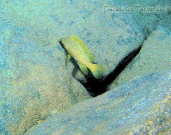 Neolamprologus leleupi